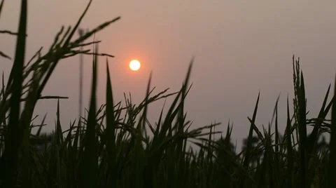 Evening on rice field Video stock 62361886
