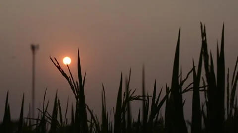 Evening on rice field Stock Footage 62367210