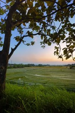 Evening Rice Fields with Protective Netting at Sunset Stock-Fotos