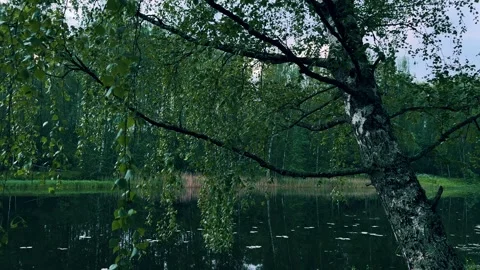 Evening riverside with birch tree on shore calm water warm sunset light nature. Stock Footage 312164517