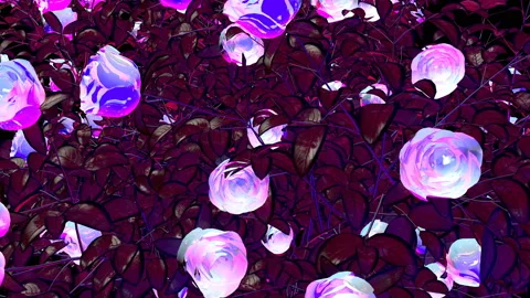 Evening Rose 4K 01 Stock Footage 102278049