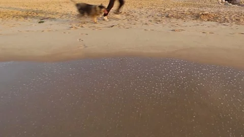 Evening Run on the Beach with Dog Video stock 153998510