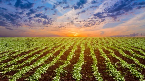 Evening rural fields time lapse scene Stock Footage 303583506