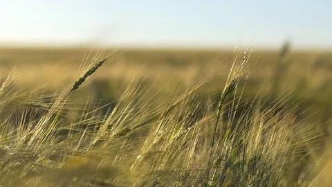 Evening Rye Field 스톡 동영상 70989856