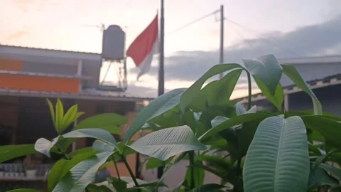 Evening scene with leaves and flags fluttering in the breeze Stock Footage 243739996