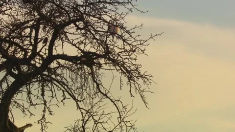 Evening Scene – Owl in Tree and Balloon in the Background Stock Footage 313952083