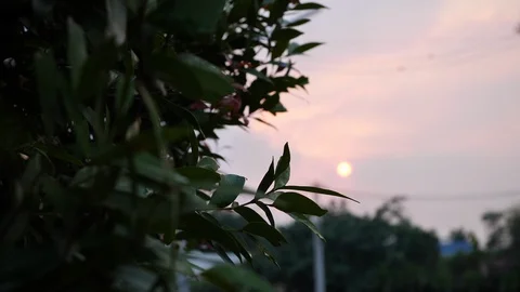 Evening scene in small garden with sunset sky Stock Footage 89779350