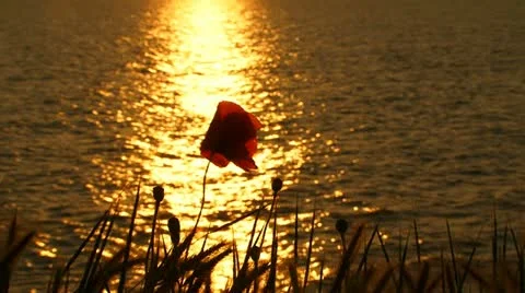 Evening scenery 스톡 동영상 21224834