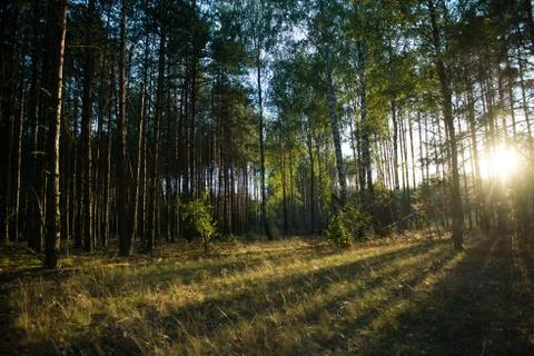 Evening scenic forest lit by the setting sun Stock Photos