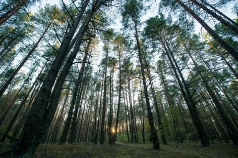 Evening scenic forest lit by the setting sun Stock Photos