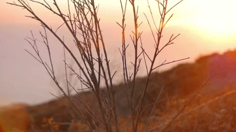 Evening scenics Stock Footage 49471509