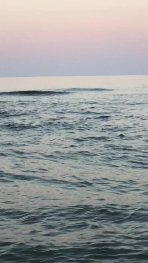 Evening by sea, Dirty beach with tree trunk, White swans floating on waves  Stock Footage 311929589