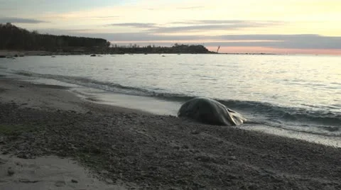 Evening at sea Stock Footage 11014393