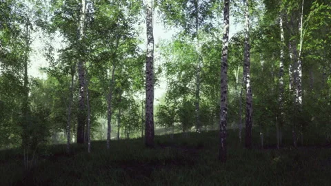 Evening in shaded forest with subdued lighting and peaceful ambiance Stock Footage 343624415