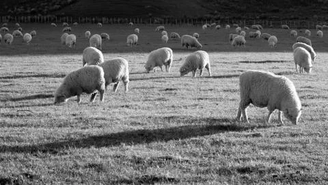 Evening shadows in monochrome Fotos Stock