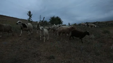 In the evening the sheep come down from the mountain 3 Vídeo Stock 333508409