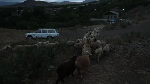 In the evening the sheep come down from the mountain 4 스톡 동영상 333508417