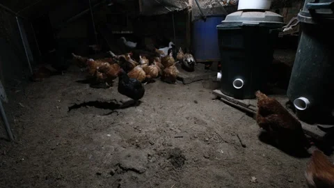 Evening shot of cage free hens preparing for nightfall as white ducks mate Stock Footage 311934028