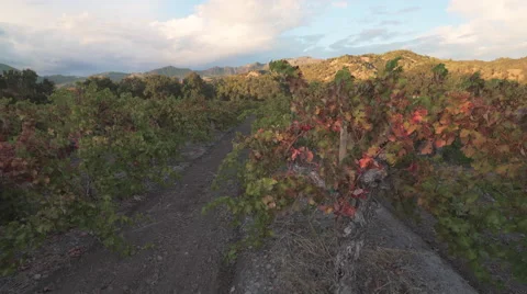 Evening shot of vineyard Stock Footage 56661422