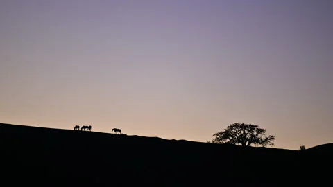 Evening Silhuoette Stock Footage 233645729