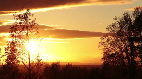 Evening sky and tree silhouette Stock Footage 52686141