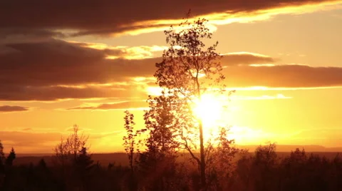 Evening sky and tree silhouette Stock Footage 52696541