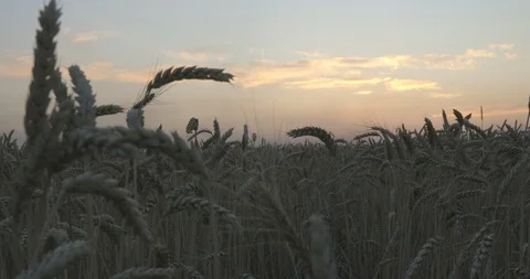 Evening sky and wheat field Stock Footage 109335576