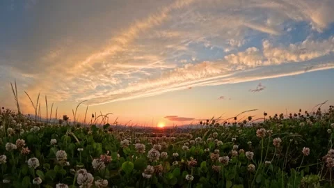Evening sky and white clover Stock Footage 242925679