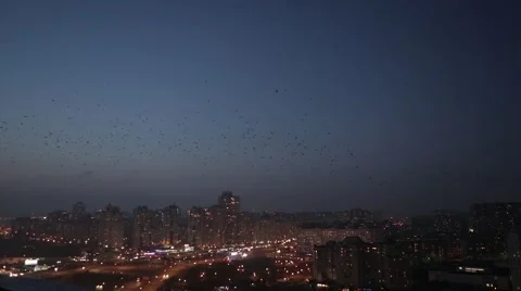 Evening sky with birds Stock Footage 56658126