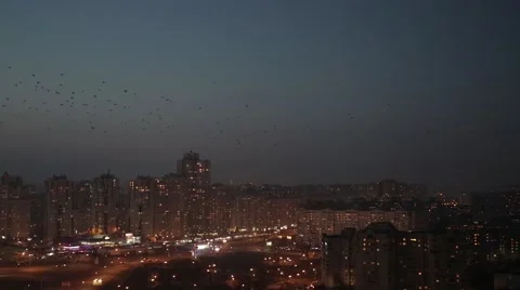 Evening sky with birds Stock Footage 56658145