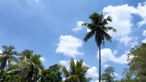 Evening sky with clouds and coconut trees Stock Footage 275443981