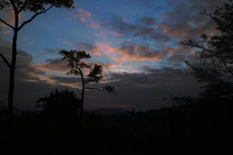 Evening sky in the forest Foto stock