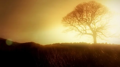 Evening sky lonely oak tree scene stock footage Stock Footage 116559043