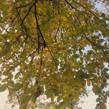 Evening sky Foto stock