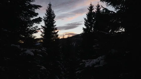 Evening sky with pine trees Stock Footage 100520639
