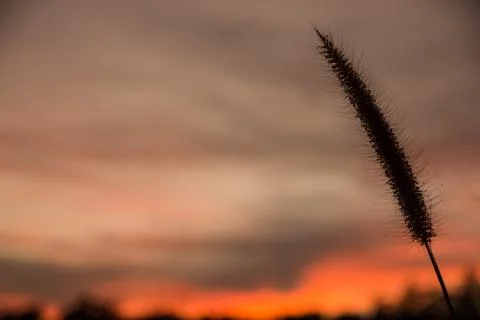 Evening Sky Silhouette Stock Photos