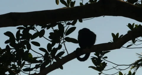 Evening Sky Silhouette Of Tree Branches And Monkey Sitting Looking Video stock 137580099