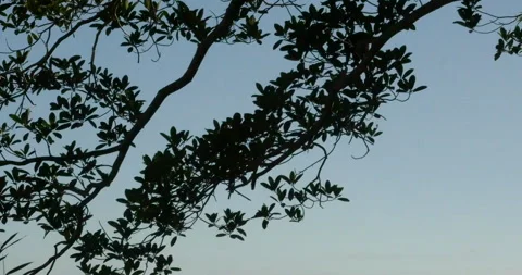 Evening Sky Silhouette Of Tree Branches And Monkey Feeding And Dropping Leafs Stock Footage 137583582