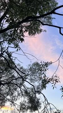 Evening sky through trees. Low angle. Stock Photos