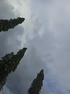 Evening sky with towering trees. suitable for cover templates Stock Photos