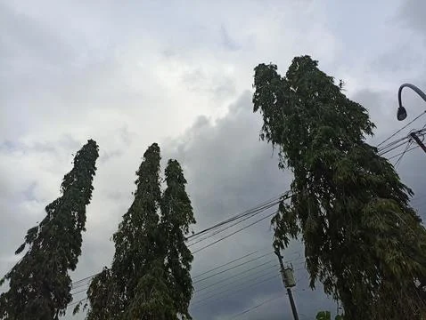 Evening sky with towering trees. suitable for cover templates Stock Photos