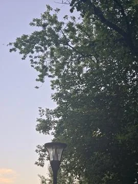 Evening sky tree canopy view Stock Photos