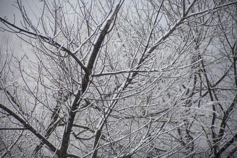EVENING SNOW-COVERED TREE BRANCHES AGAINST A GRAY SKY Stock Photos