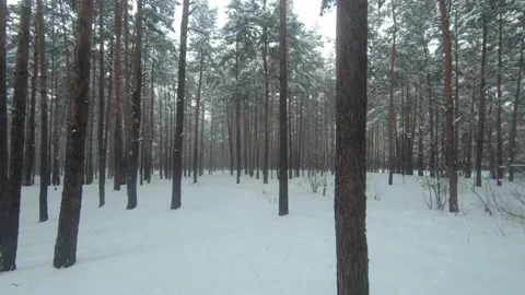 Evening snow Stockbeeldmateriaal 147050438