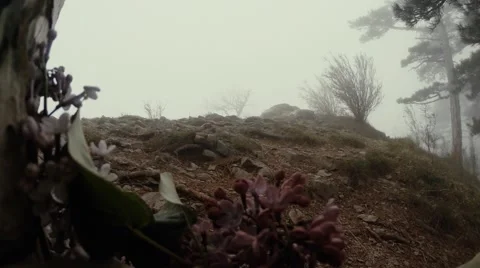 Evening spring flowers, small hills and pine trees in thick fog Stock Footage 53563617