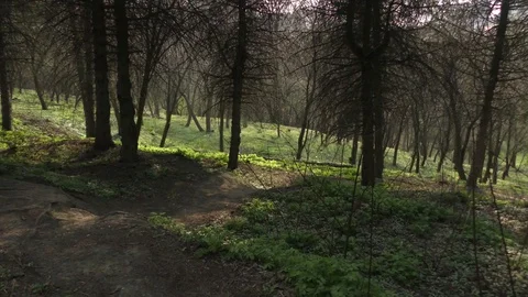 Evening in the spring forest Video stock 74873030