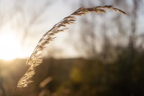 Evening spring sunlight back lighting common reed. April, Malvern Hills, UK Stock Photos