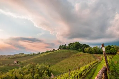Evening storm in the vineyards Stock Photos