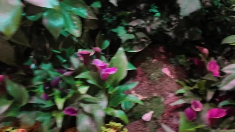 Evening Stroll Through Vibrant Botanical Gardens in Las Vegas 스톡 동영상 303733070