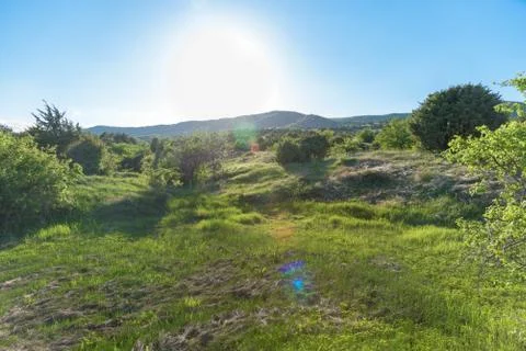 Evening summer landscape Stock Photos
